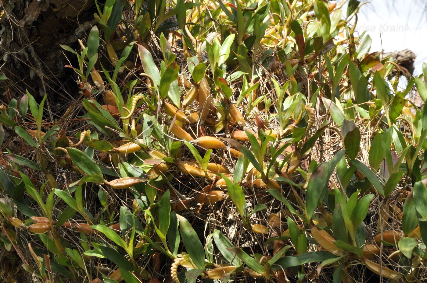 Image of Dendrobium monophyllum specimen.