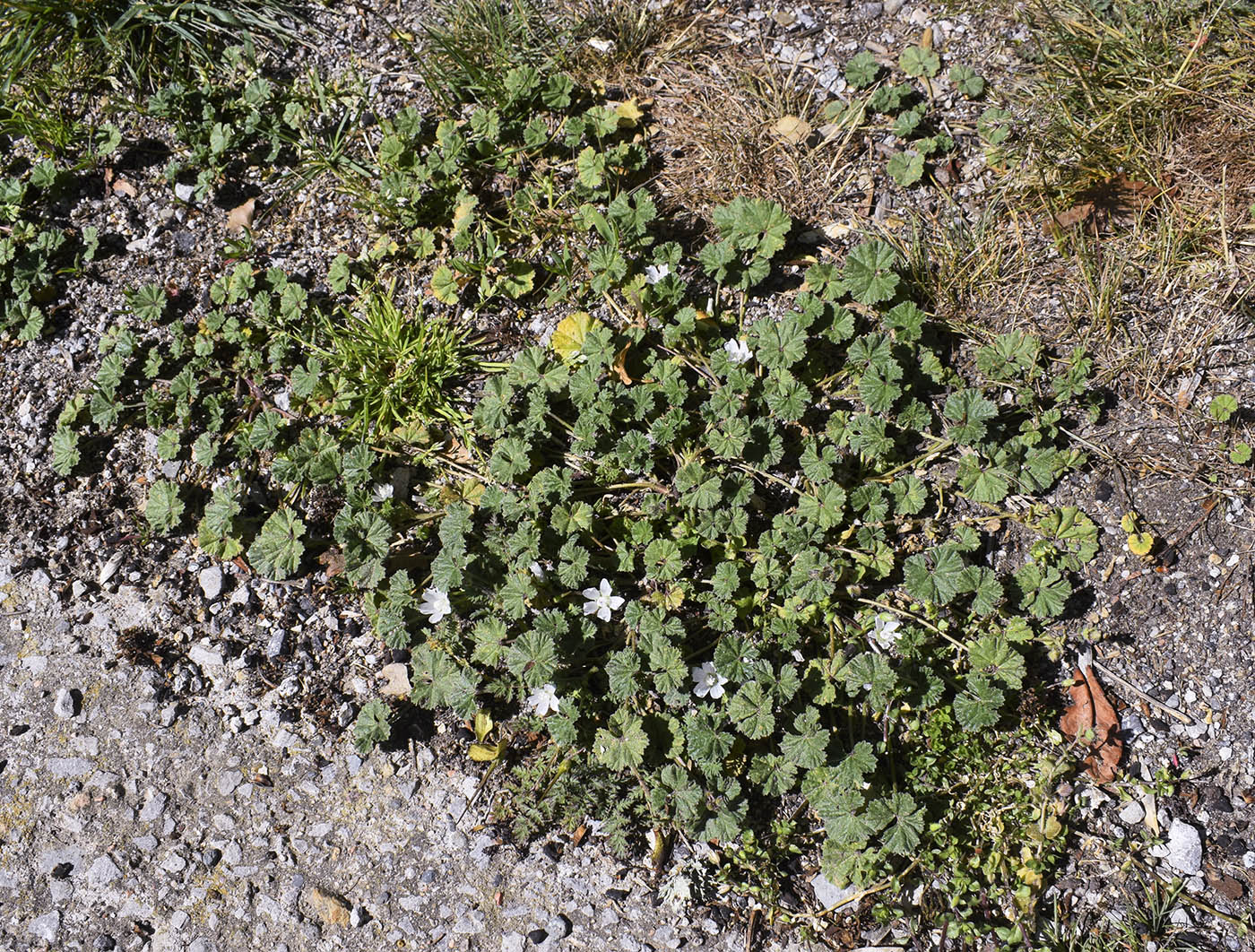 Image of Malva neglecta specimen.