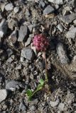 Trifolium raddeanum