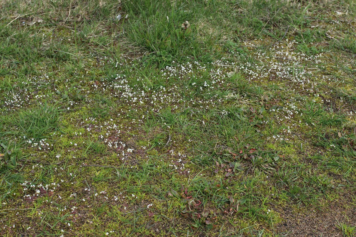 Изображение особи Erophila verna.