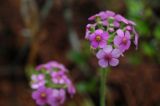 genus Androsace