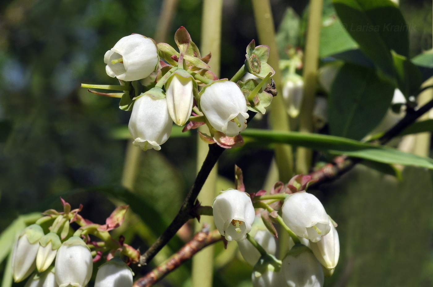Изображение особи Vaccinium corymbosum.