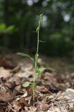 Epipactis pontica. Растение в бутонах. Краснодарский край, м/о г. Новороссийск, Абраусский заказник, дубово-буковый лес. 6 июля 2024 г.