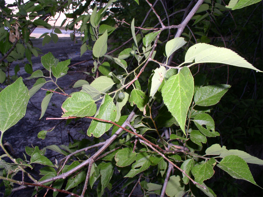 Изображение особи Celtis australis.