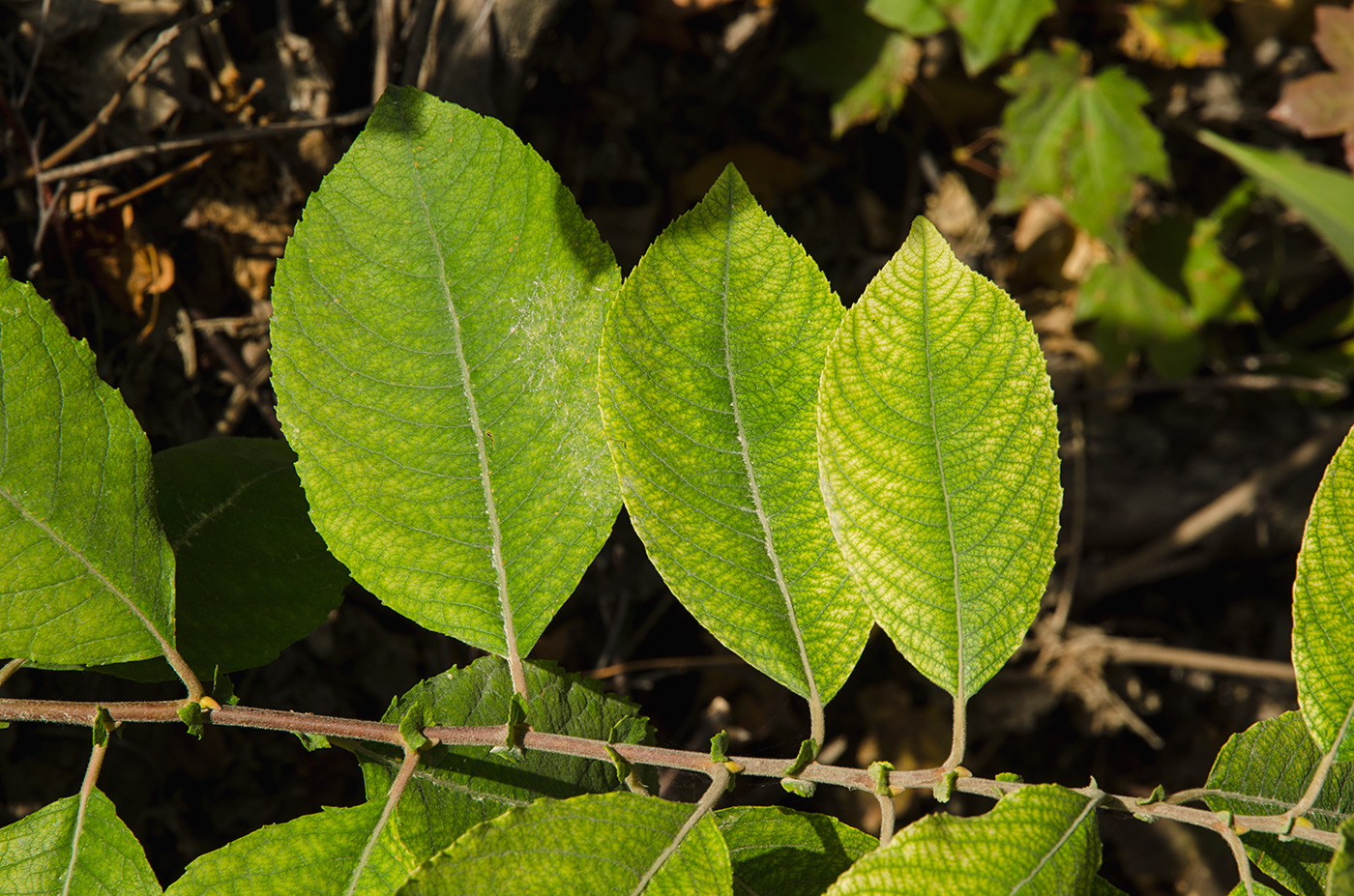 Image of genus Salix specimen.