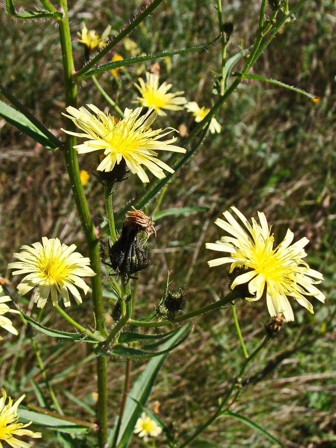 Image of Picris davurica specimen.