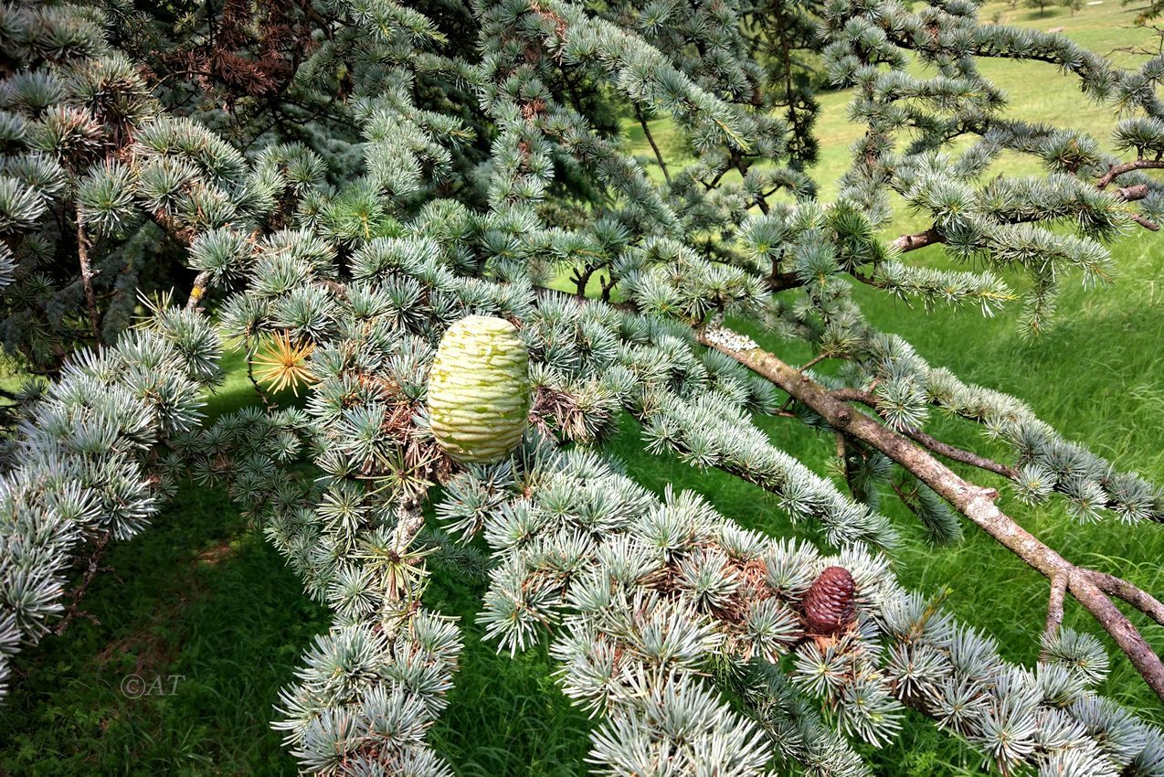 Image of Cedrus atlantica specimen.