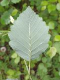 Alnus incana