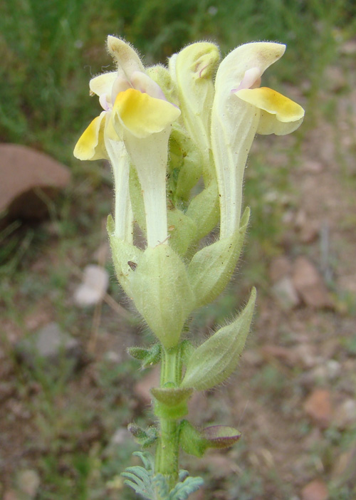 Изображение особи Scutellaria przewalskii.