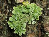 genus Physconia