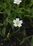семейство Caryophyllaceae