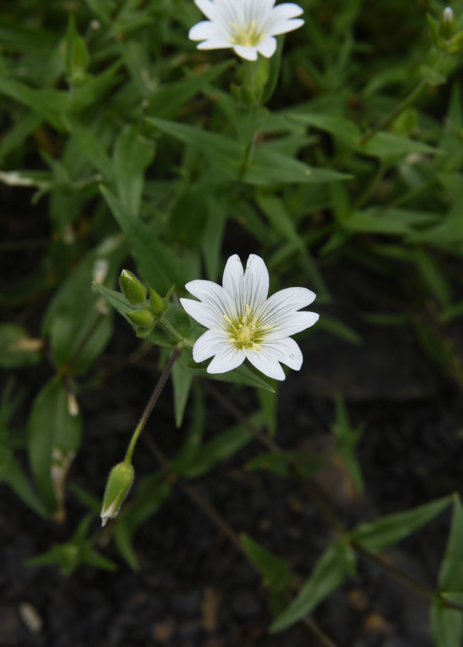 Image of familia Caryophyllaceae specimen.