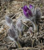 Pulsatilla patens. Бутоны и цветок. Пермский край, г. Пермь, Кировский р-н, прилегающий к песчаному карьеру сосновый бор. 05.04.2025.