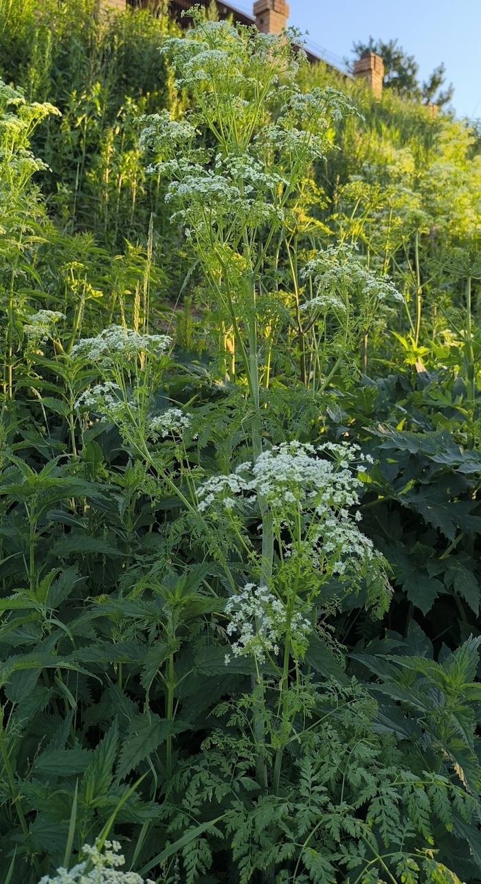 Изображение особи Conium maculatum.