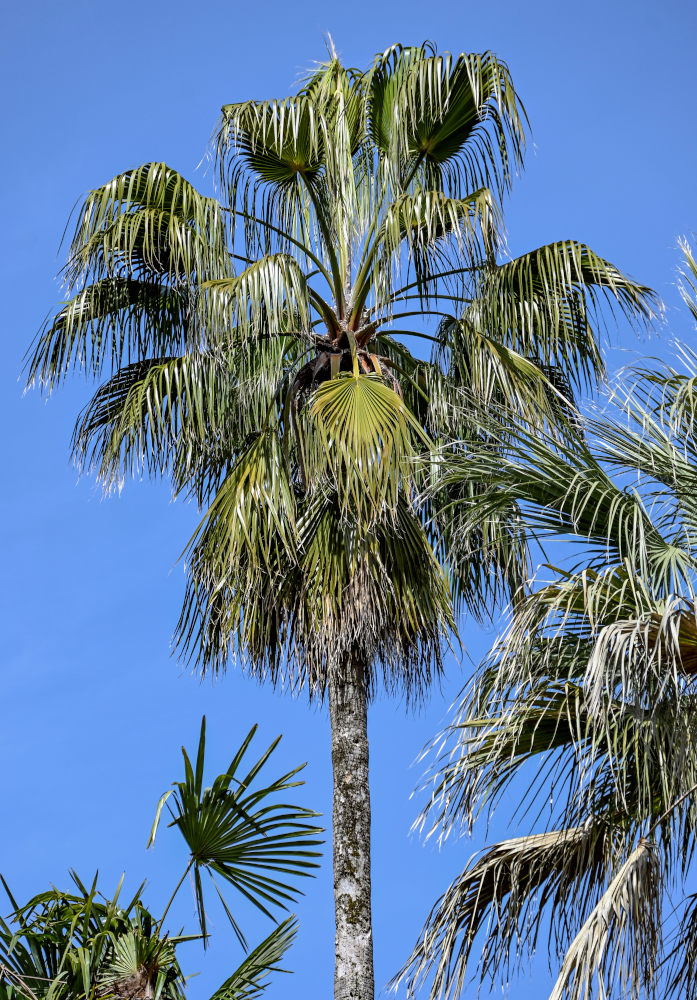 Image of Washingtonia filifera specimen.