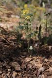 Trigonella strangulata
