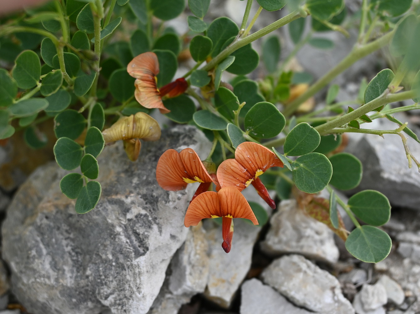 Image of Colutea orientalis specimen.