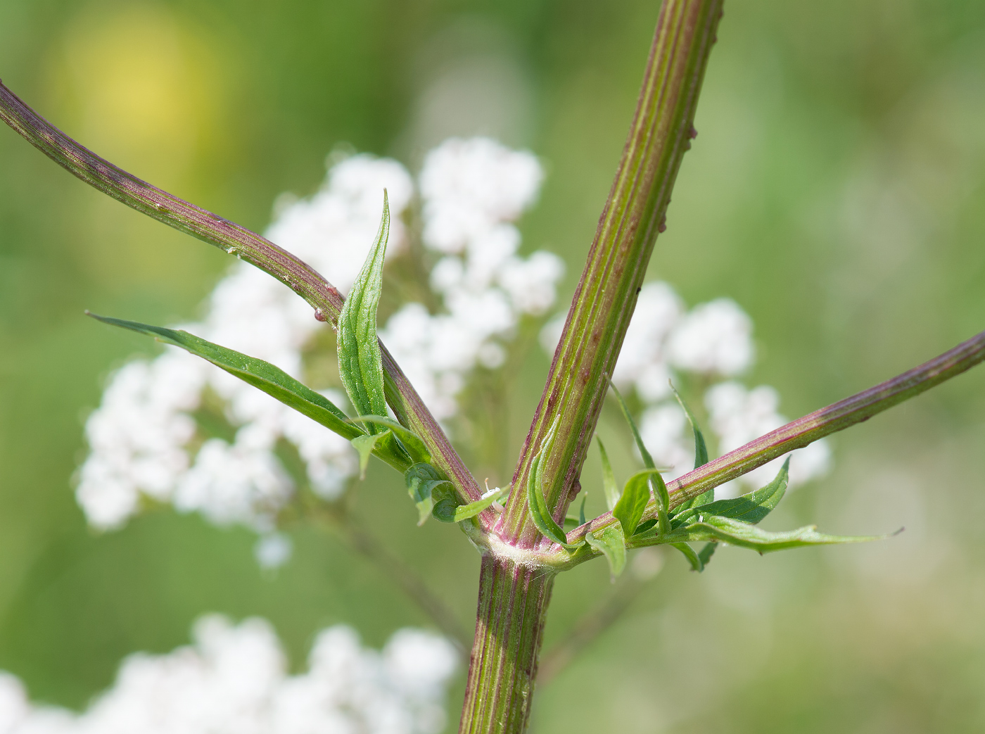 Image of genus Valeriana specimen.