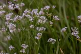 род Asperula