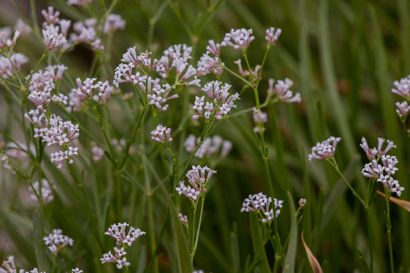 Image of Asperula abchasica specimen.
