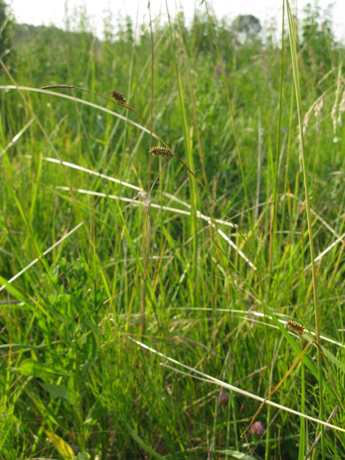 Image of Carex distans specimen.