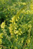 Melilotus officinalis. Соцветия. Хабаровский край, г. Комсомольск-на-Амуре, пустырь. 09.07.2025.