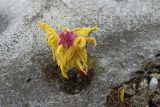 genus Pedicularis