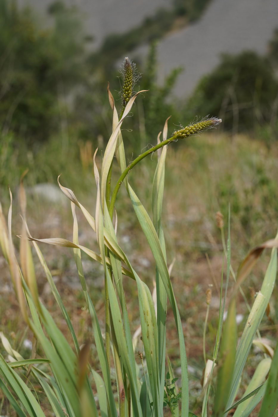 Image of genus Eremurus specimen.