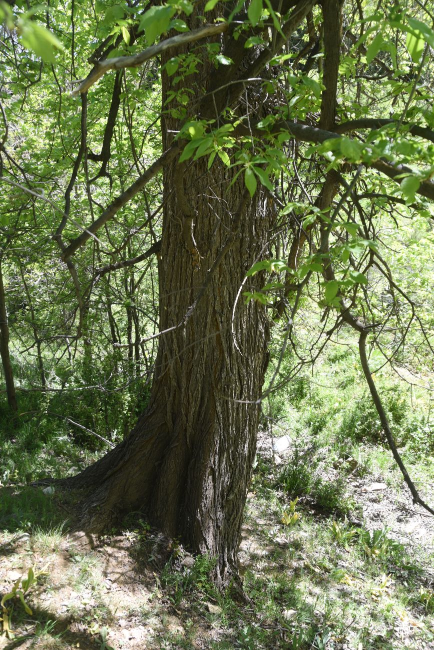 Image of genus Ulmus specimen.