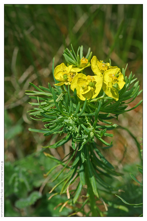 Изображение особи Euphorbia cyparissias.