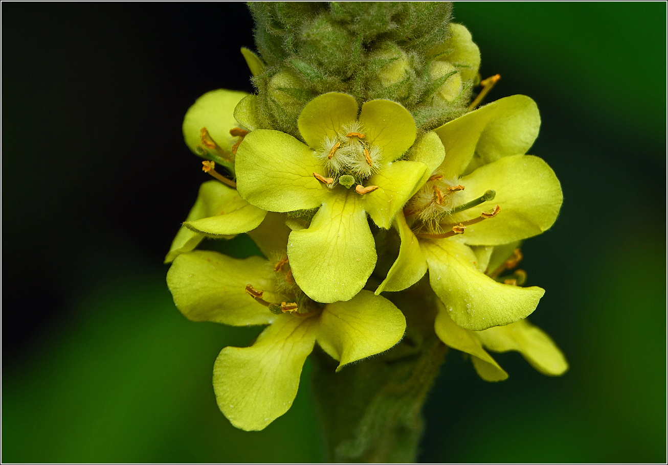 Изображение особи Verbascum thapsus.