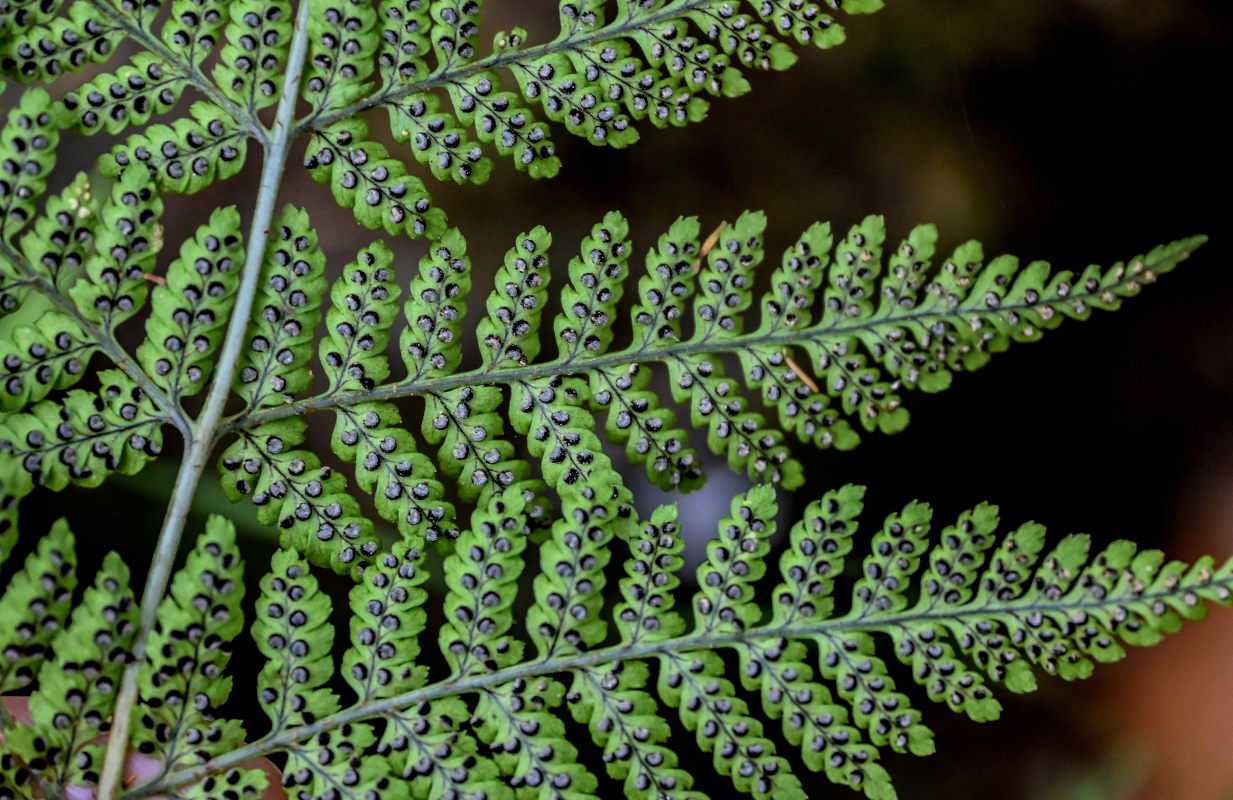 Image of Dryopteris aemula specimen.
