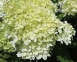 Hydrangea paniculata. Цветки. Беларусь, г. Витебск, ул. Путна, двор дома №9, палисадник. 07.08.2025.