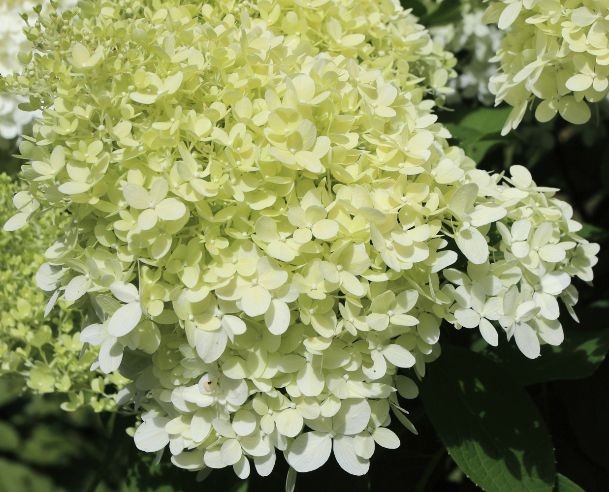 Image of Hydrangea paniculata specimen.