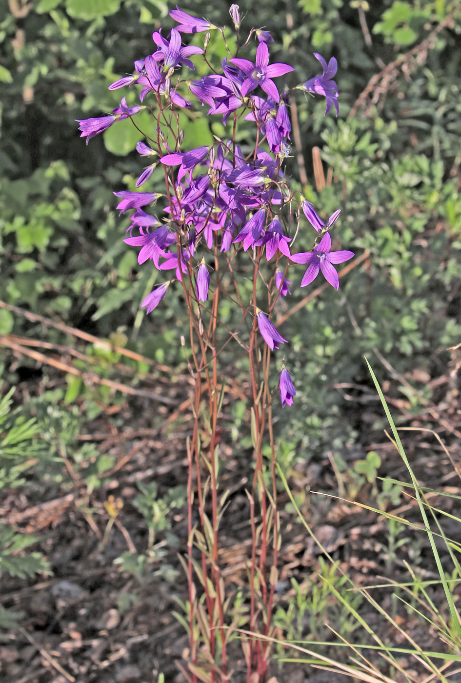 Image of Campanula patula specimen.