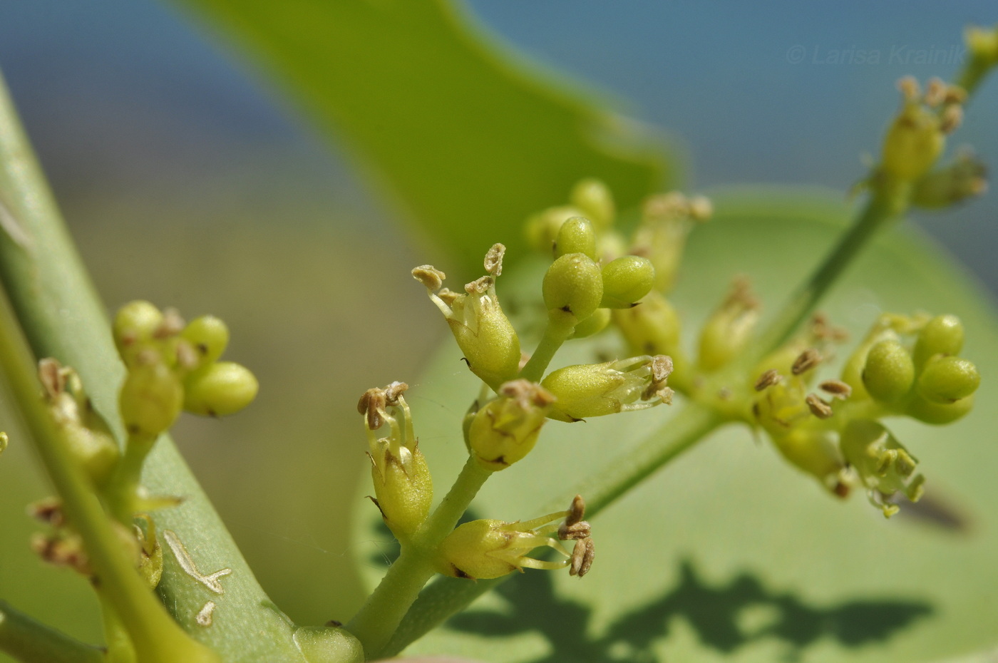 Image of Azima sarmentosa specimen.