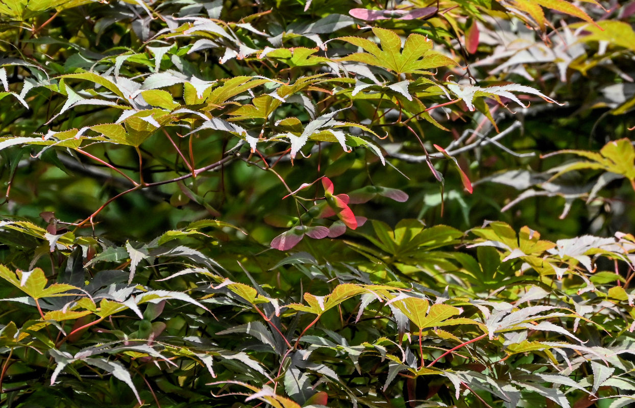 Изображение особи Acer palmatum.