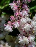 Deutzia scabra. Соцветие. Калининградская обл., г. Калининград, в культуре. 29.06.2025.