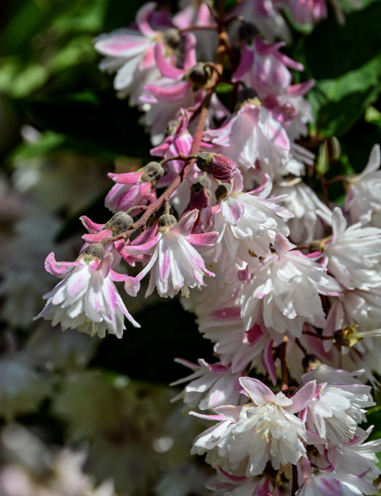 Image of Deutzia scabra specimen.
