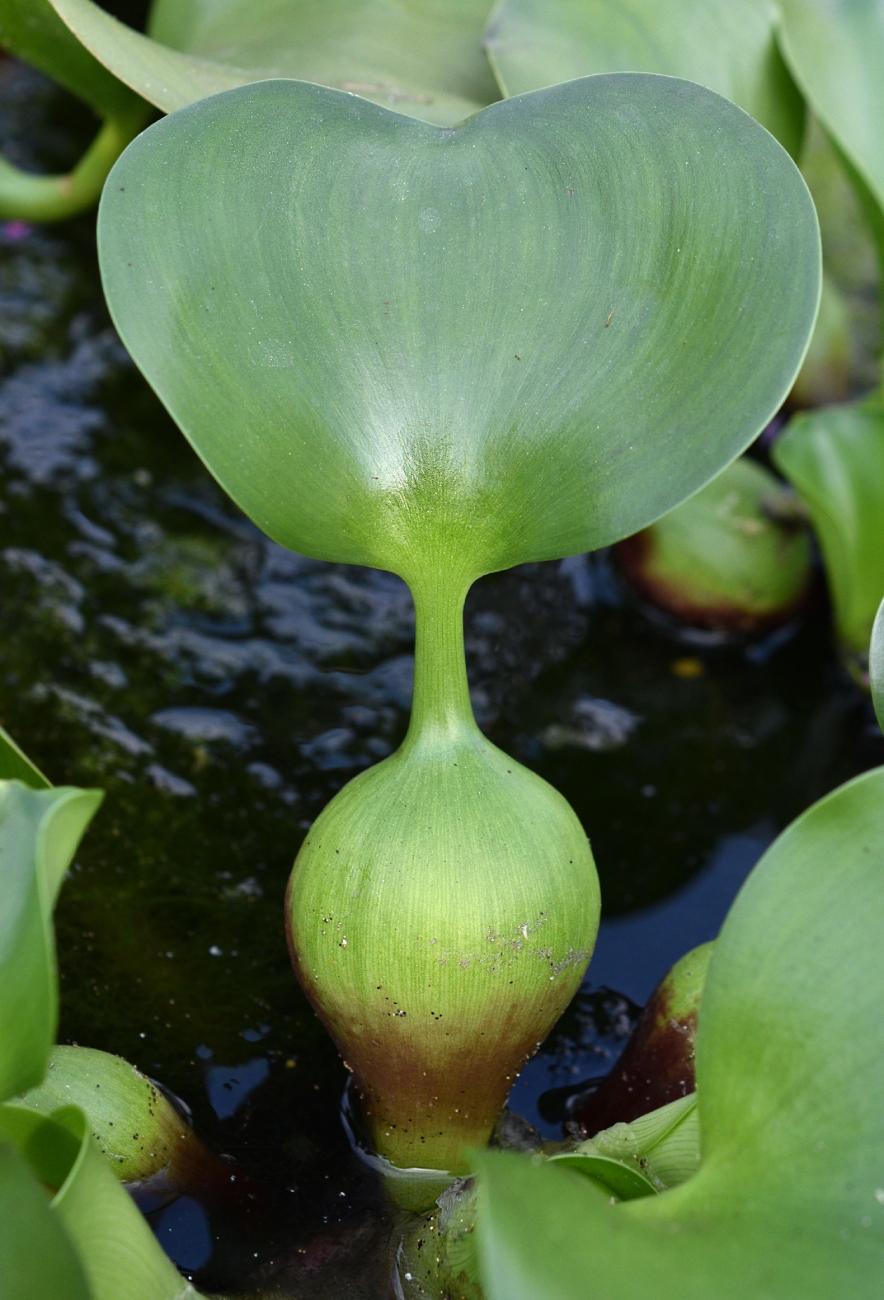 Изображение особи Eichhornia crassipes.
