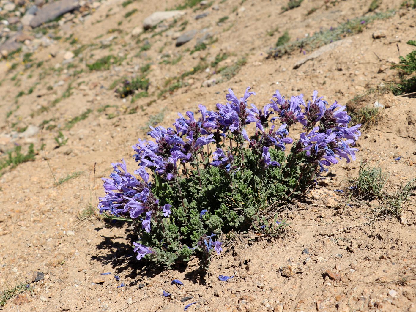 Изображение особи Dracocephalum oblongifolium.