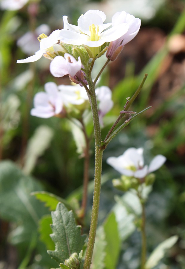 Изображение особи Diplotaxis erucoides.