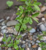 genus Salix. Часть веточки. Республика Адыгея, окр. пос. Каменномостский, галечный пляж под скалой Пронеси Господи. 2 мая 2025 г.
