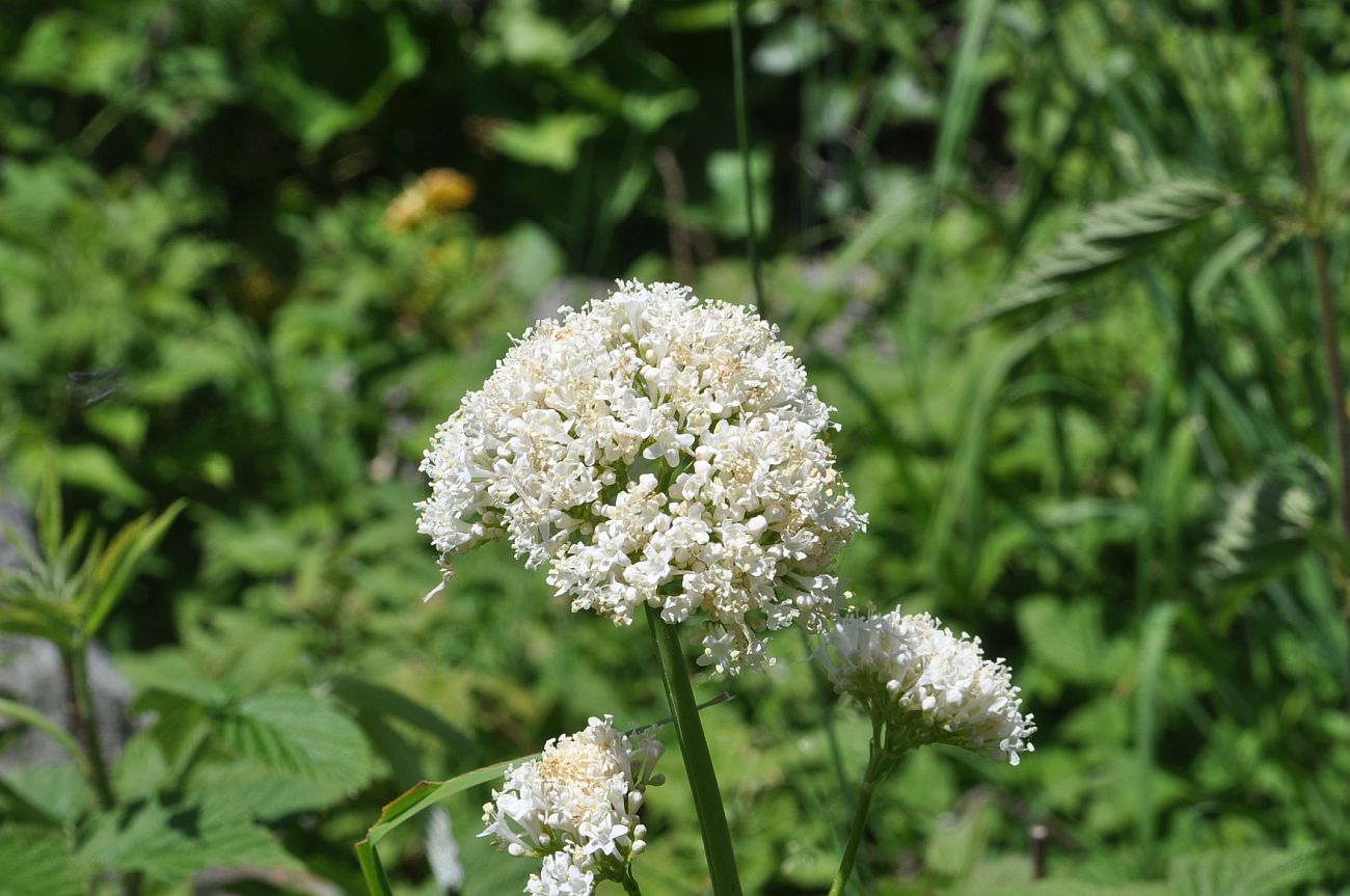 Image of genus Valeriana specimen.