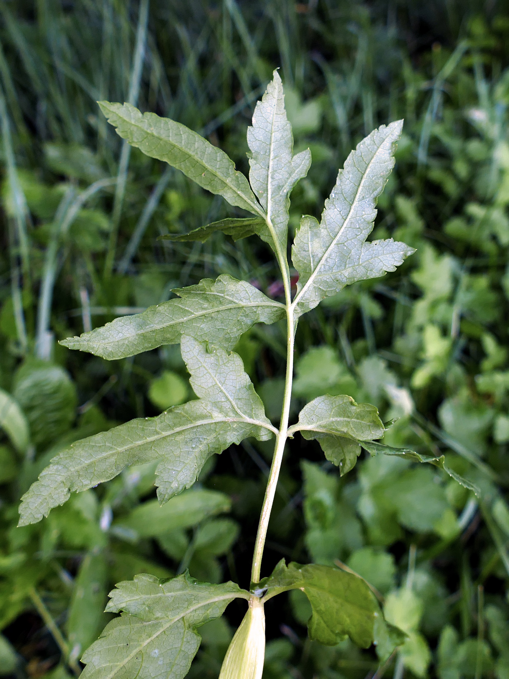 Image of Pastinaca sylvestris specimen.