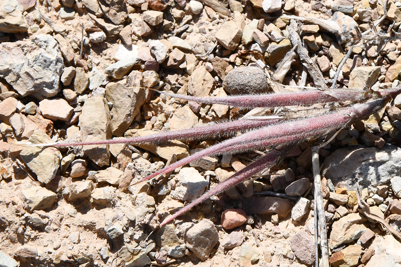 Изображение особи Astragalus dolichocarpus.