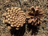 Pinus pityusa. Опавшие вскрывшиеся зрелые шишки. Крым, м/о Судак, окр. с. Веселое, подножие горы Амбулапла, сосновые посадки на склоне. 02.05.2025.