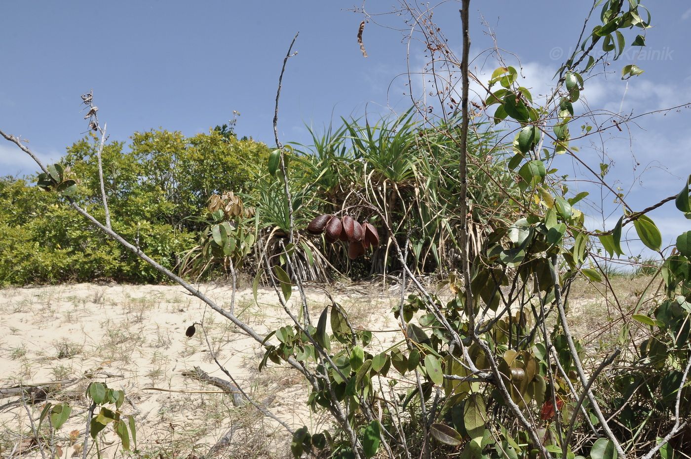 Изображение особи род Connarus.