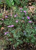Symphyotrichum dumosum