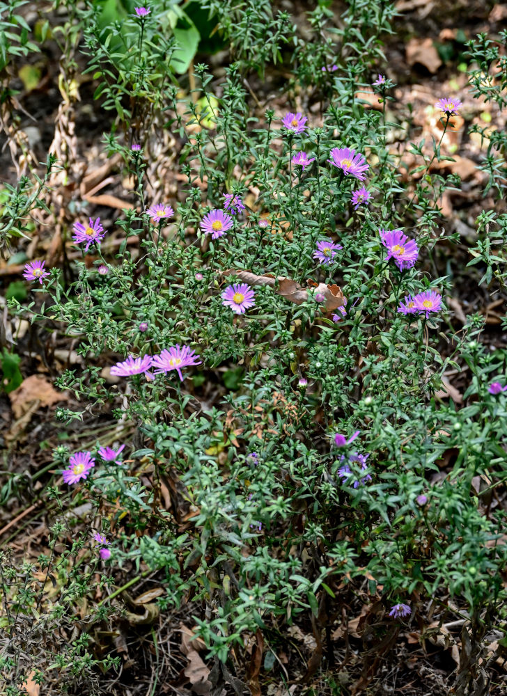 Image of Symphyotrichum dumosum specimen.